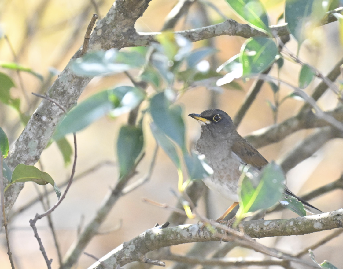 Zorzal Pálido - ML646226798