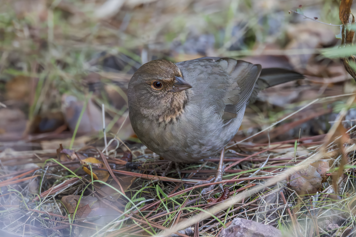 Toquí Californiano - ML646226799