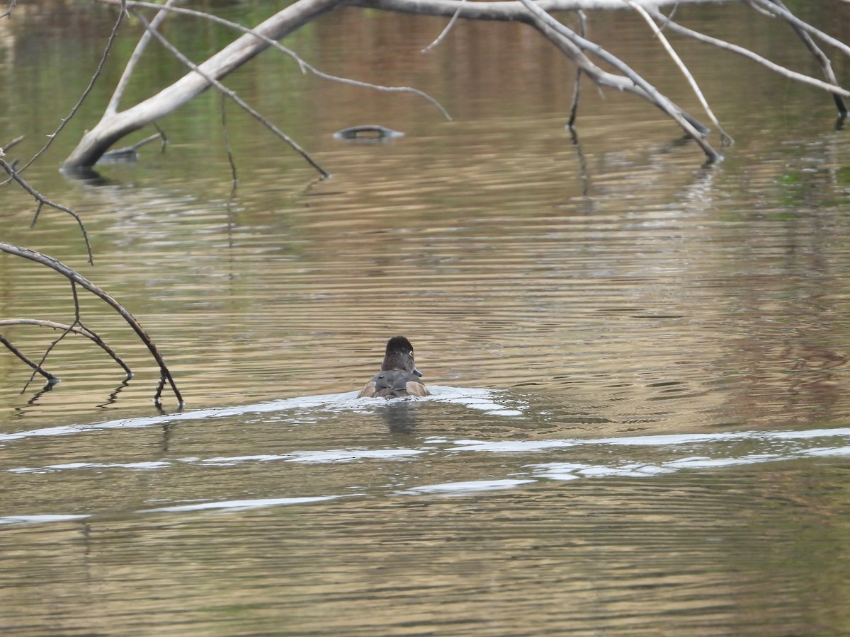 Porrón Acollarado - ML646226800