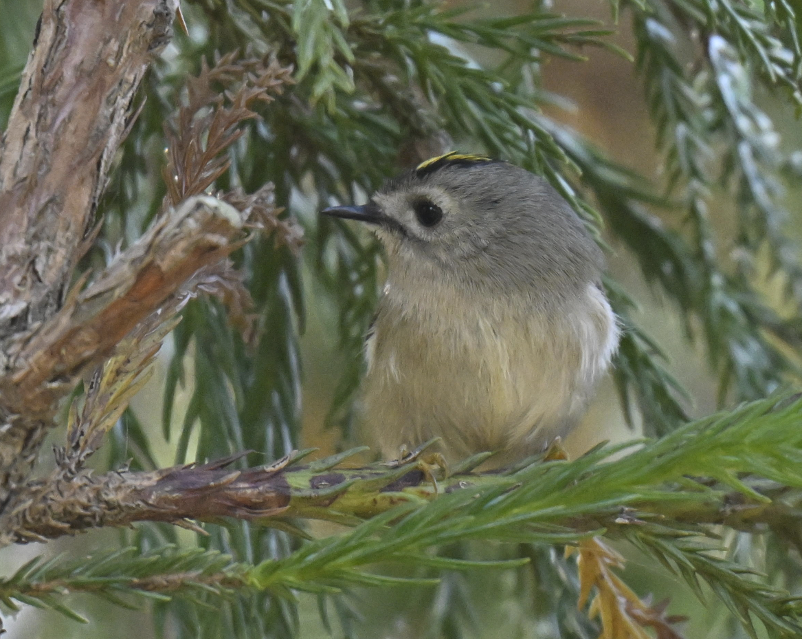 Reyezuelo Sencillo - ML646226802