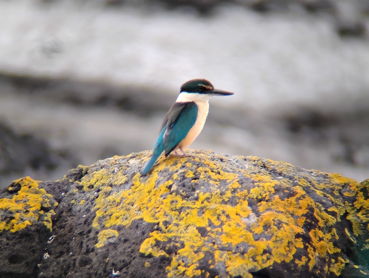 Alción Sagrado - ML646226805