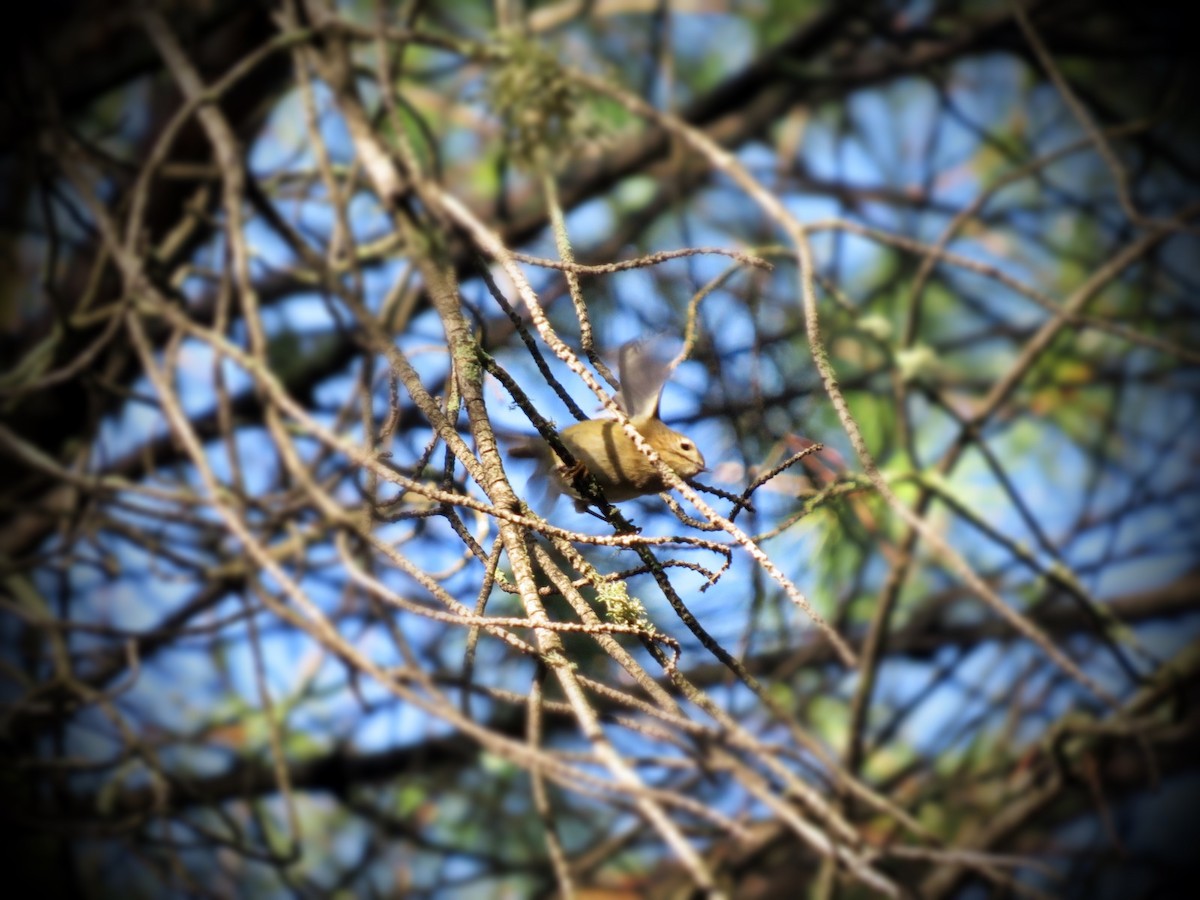 Reyezuelo Sencillo - ML646226806