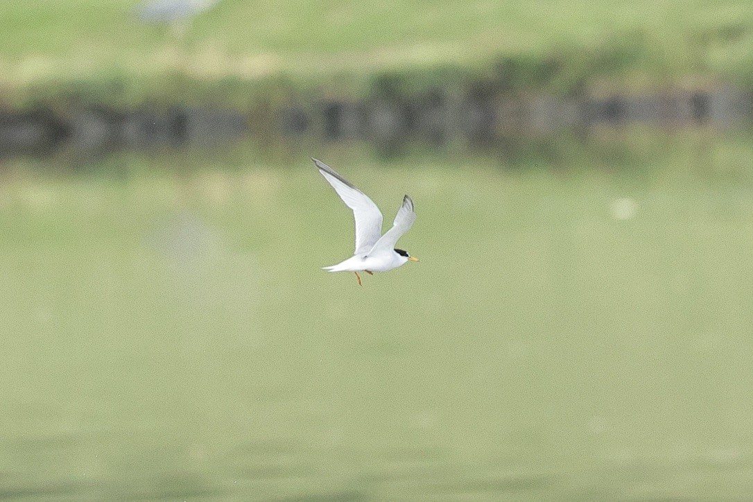 Charrancito Común - ML646226807