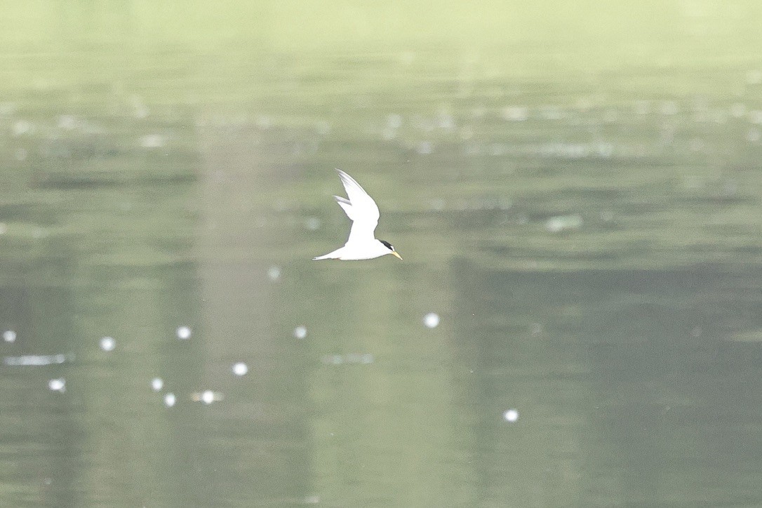 Charrancito Común - ML646226808