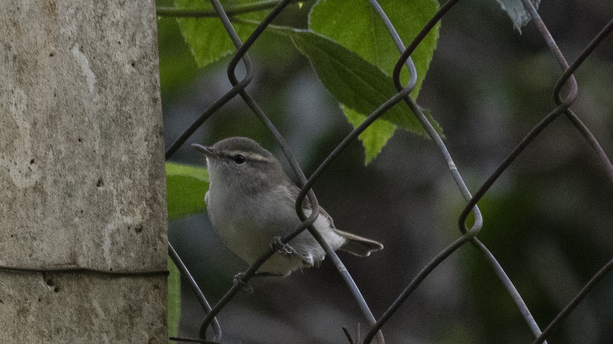 Greenish Warbler - ML646226814