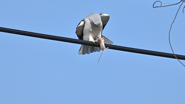 Black-winged Kite - ML646226818