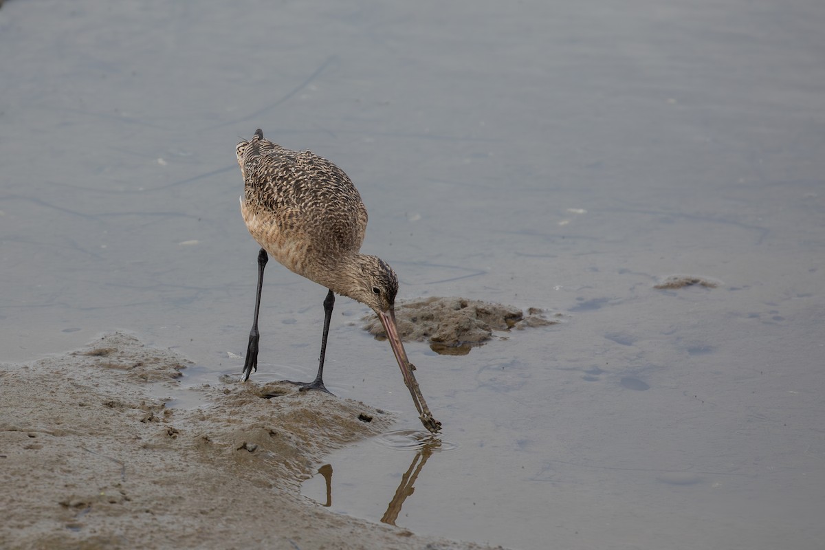 Kuliska kanelakara - ML646226819