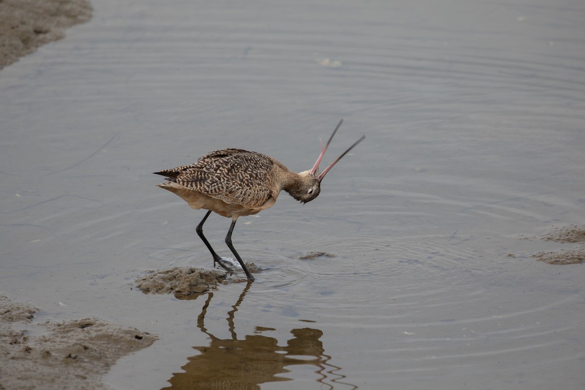 Kuliska kanelakara - ML646226820