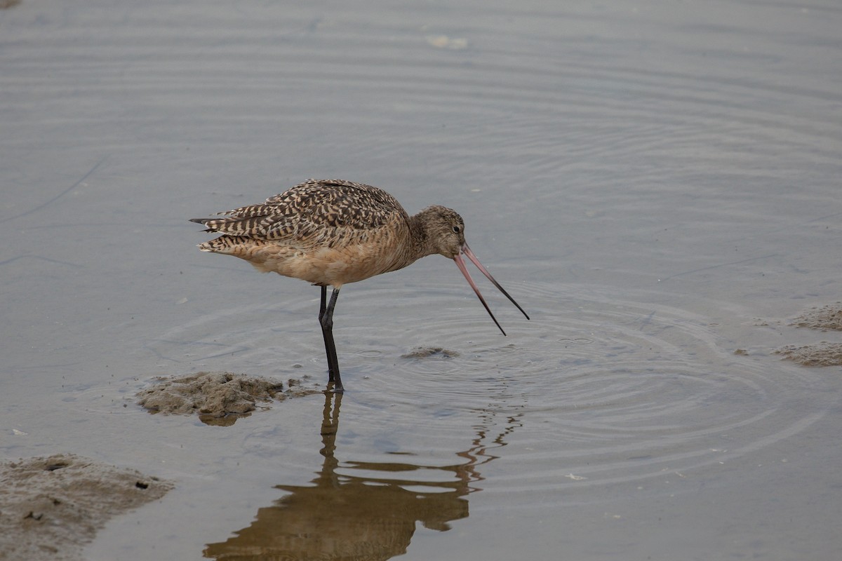 Kuliska kanelakara - ML646226821