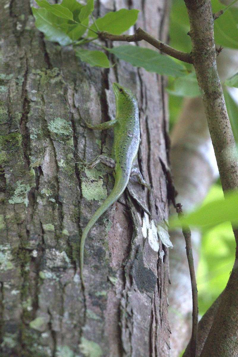 Emerald Tree Skink - ML646226823