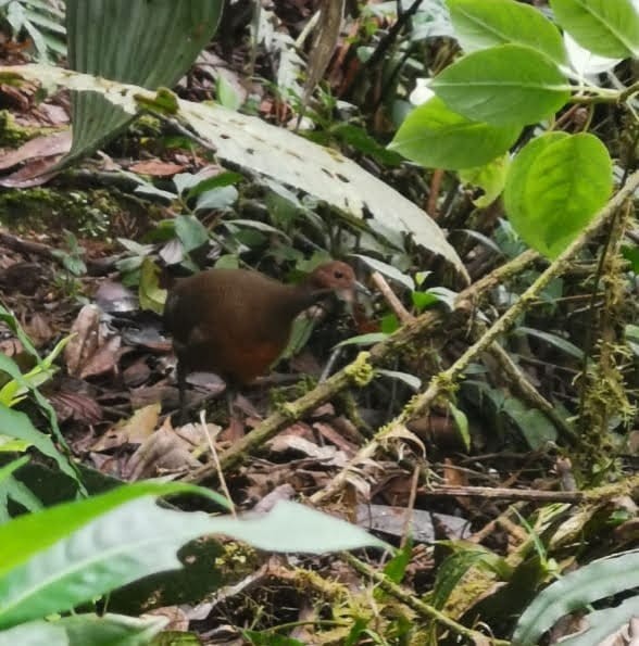 Mendi-tinamua - ML646226828