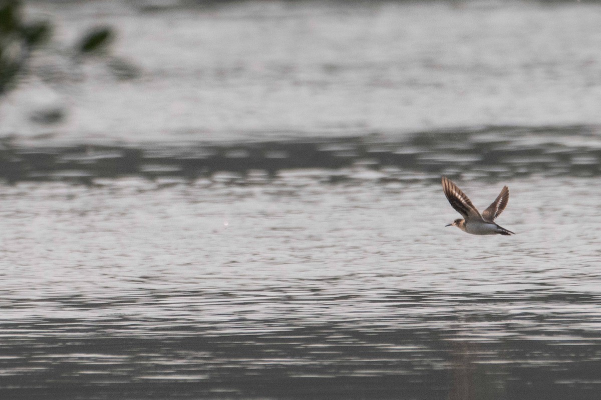 Kuliska txikia - ML646226830