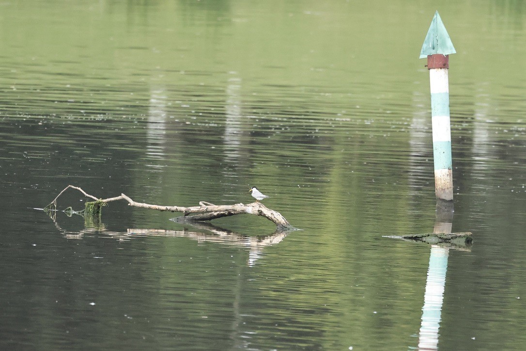 Txenadatxo arrunta - ML646226834