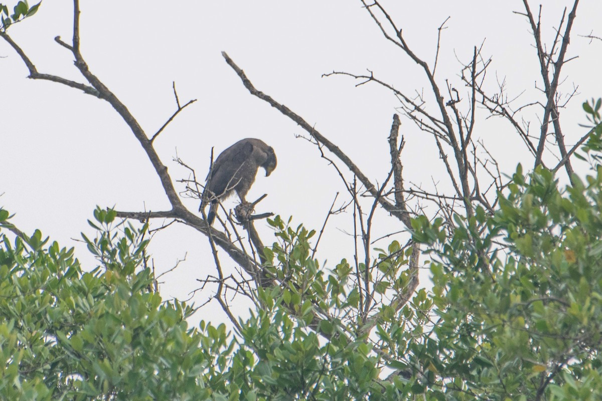 Crested Serpent-Eagle - ML646226835