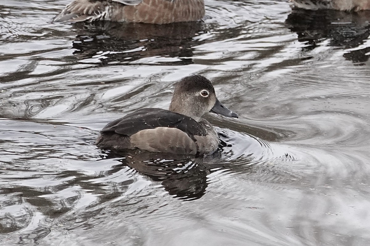 Murgilari lepokoduna - ML646226836