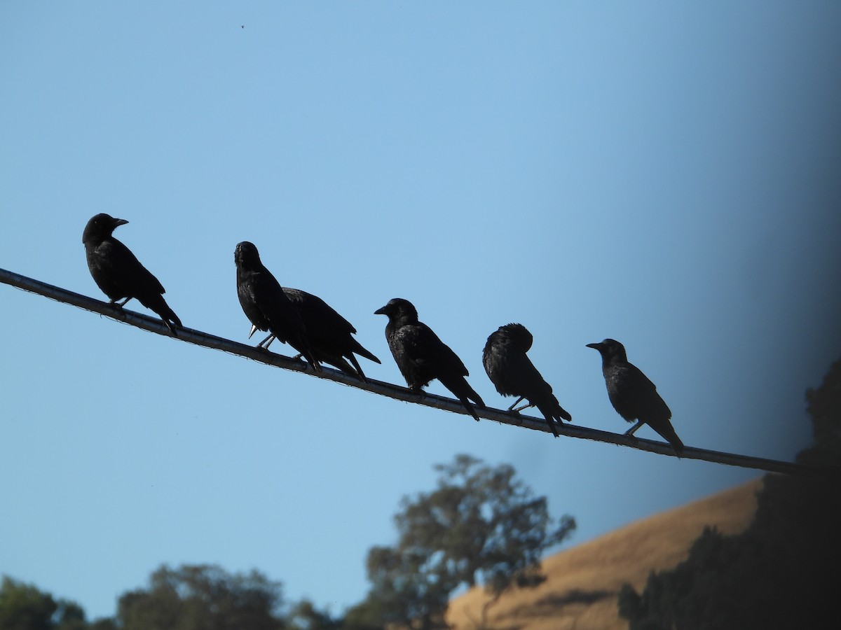 Erroi handia - ML646226839