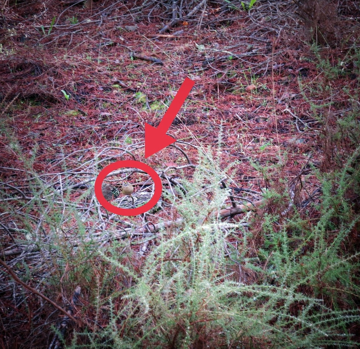 Mendi-erregetxoa - ML646226840