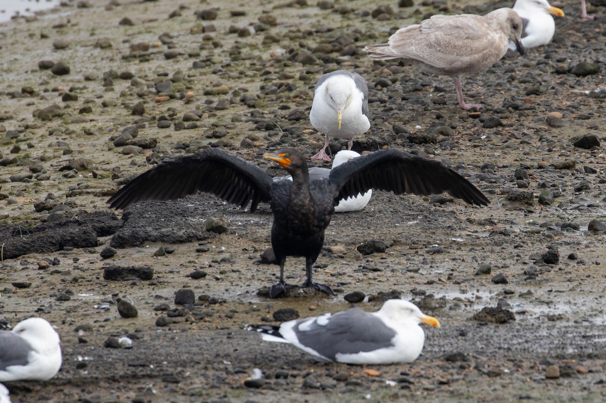 Ubarroi belarriduna - ML646226841