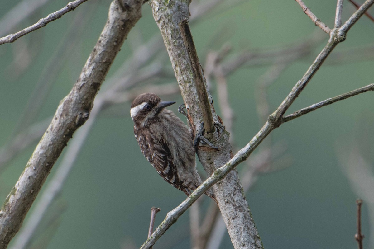 Sunda Pygmy Woodpecker - ML646226842
