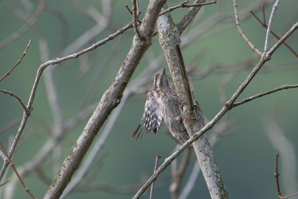 Sunda Pygmy Woodpecker - ML646226843