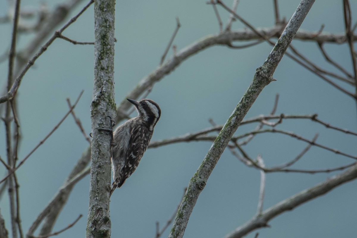 Sunda Pygmy Woodpecker - ML646226845