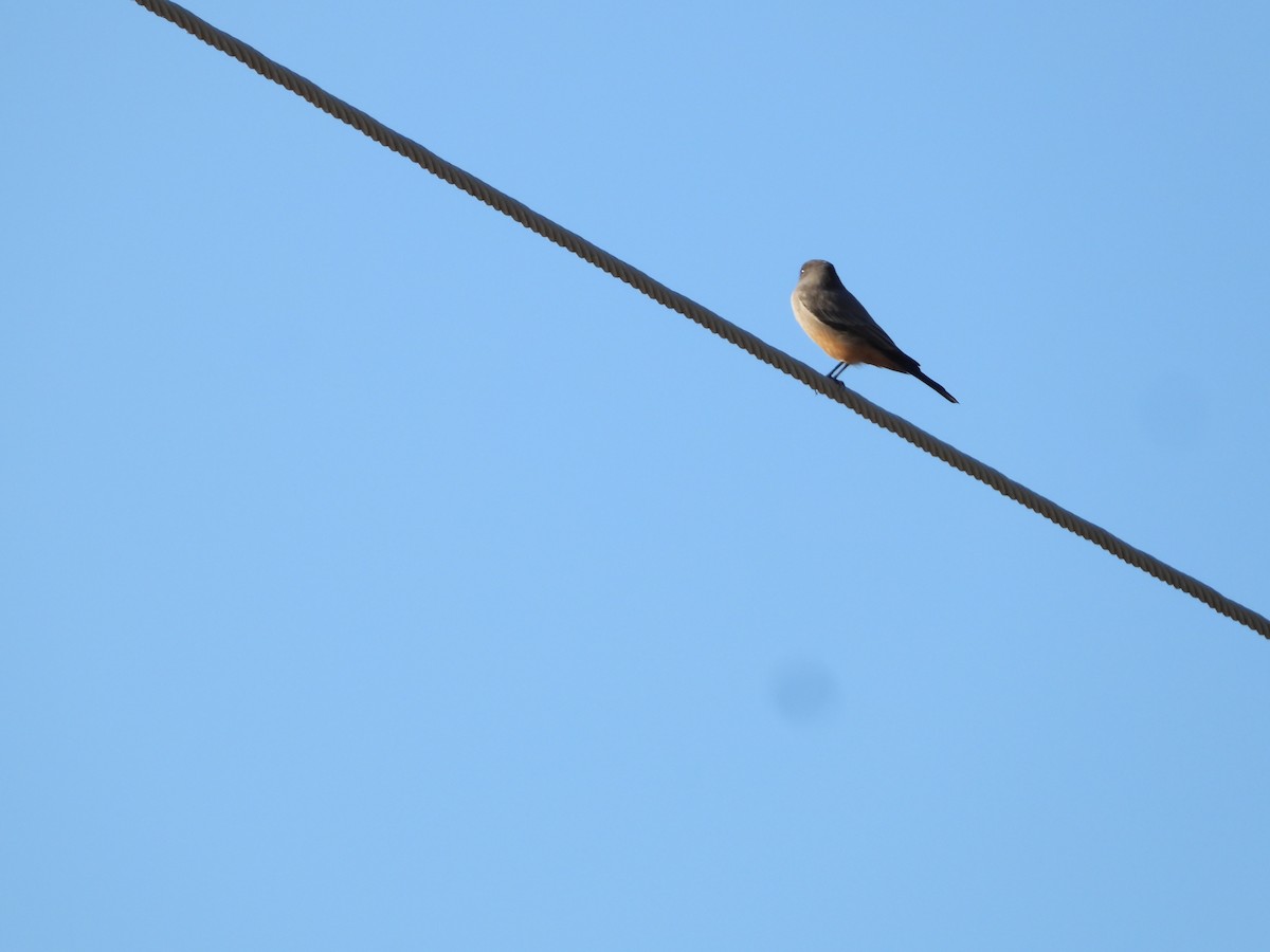 Say's Phoebe - ML646226847