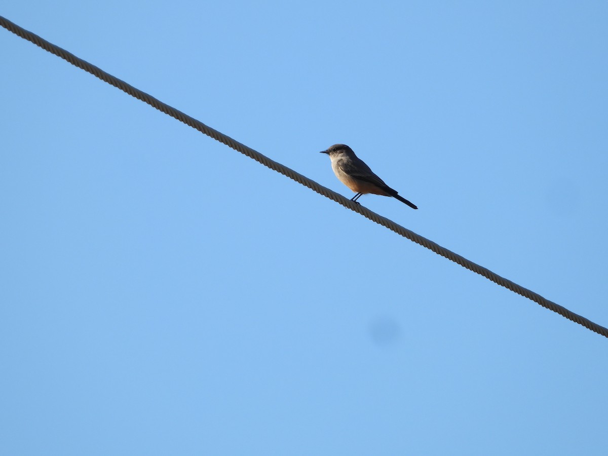 Say's Phoebe - ML646226848