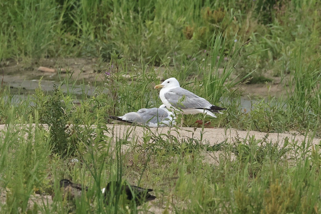 Kaio kaspiarra - ML646226849