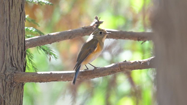 Txindor buztanurdin siberiarra - ML646226850