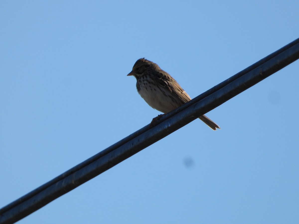 Savannah Sparrow - ML646226851