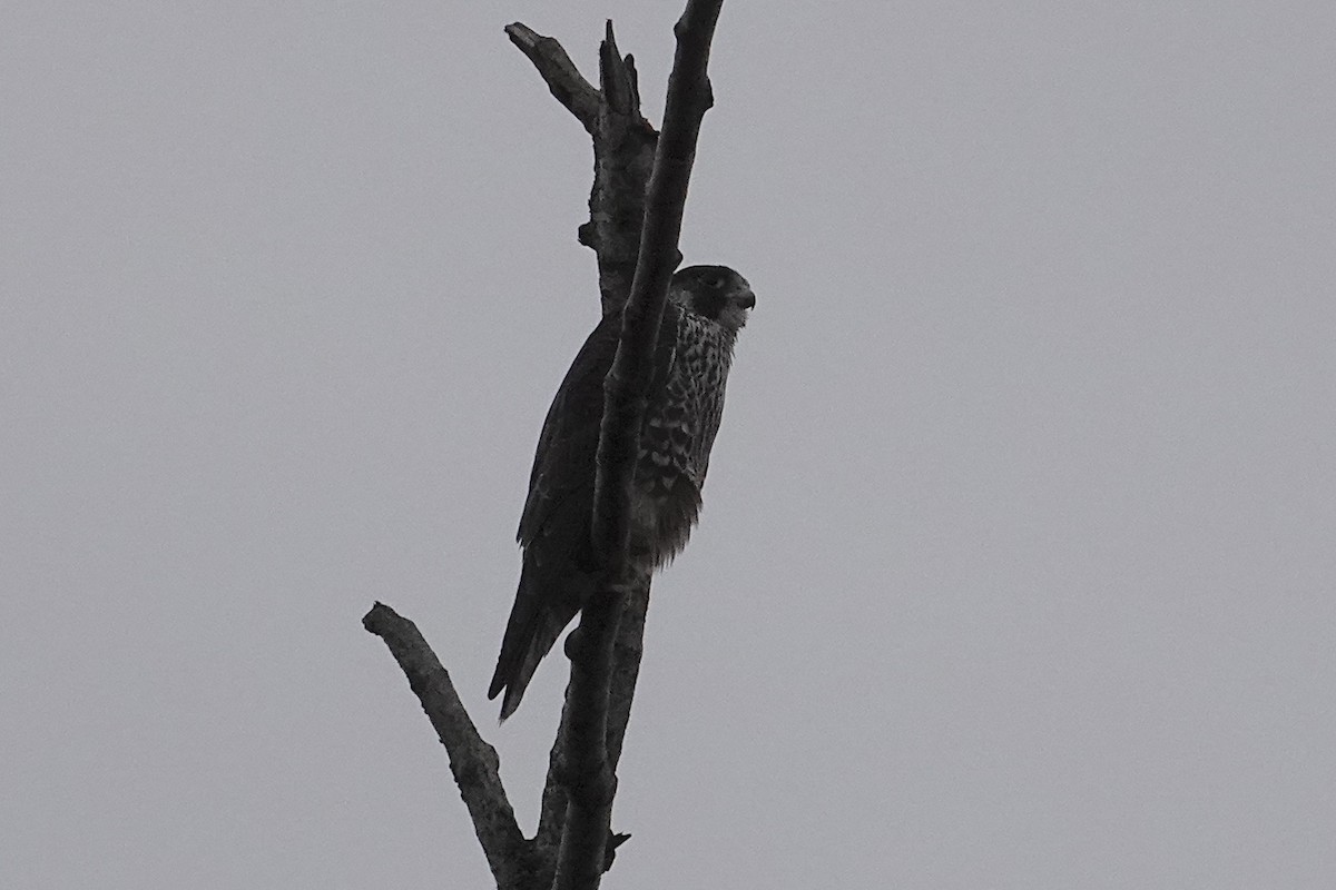 Belatz handia - ML646226852