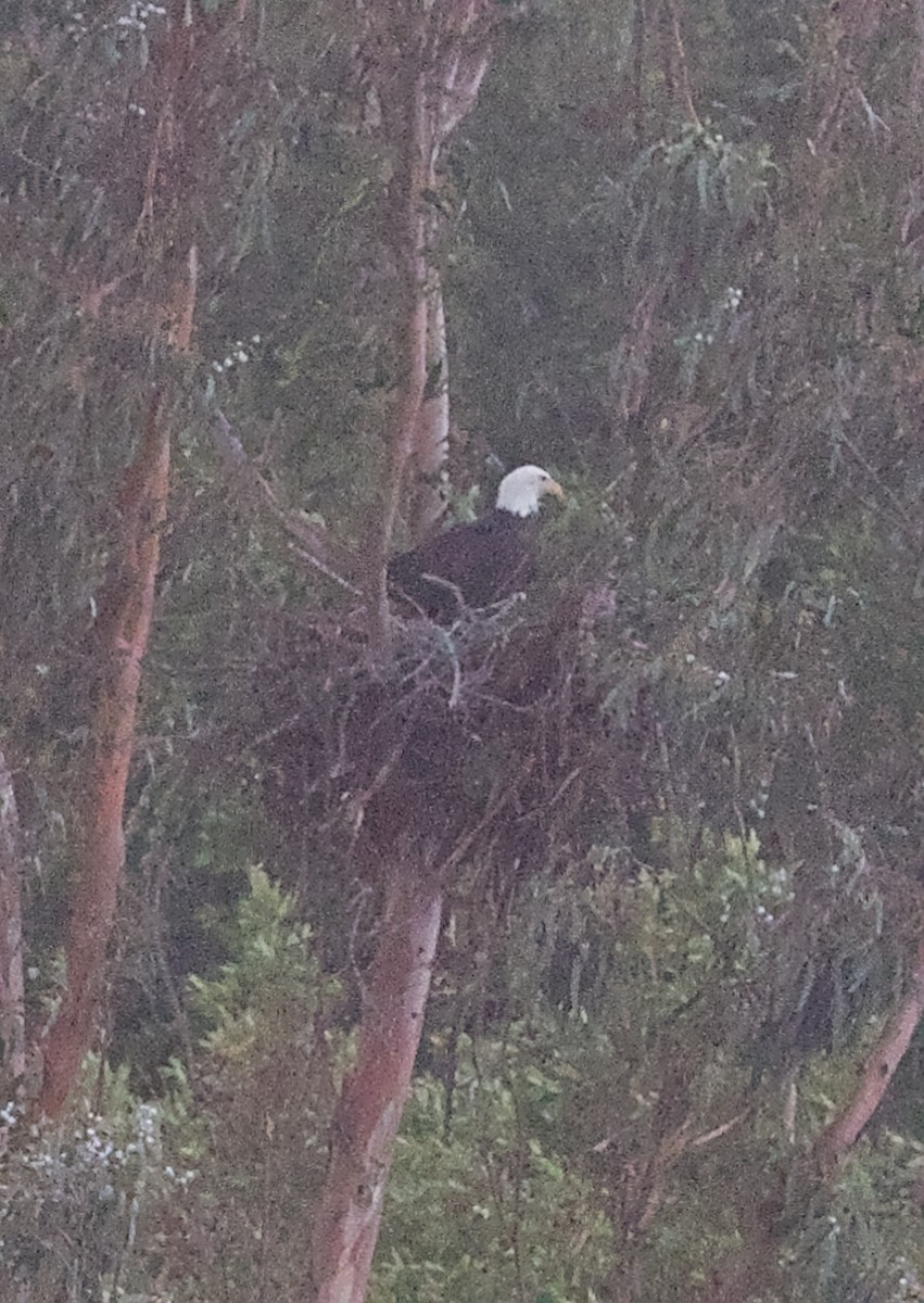 Itsas arrano buruzuria - ML646226853