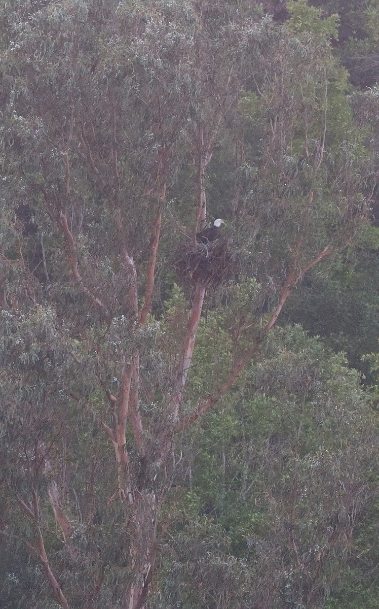 Itsas arrano buruzuria - ML646226855