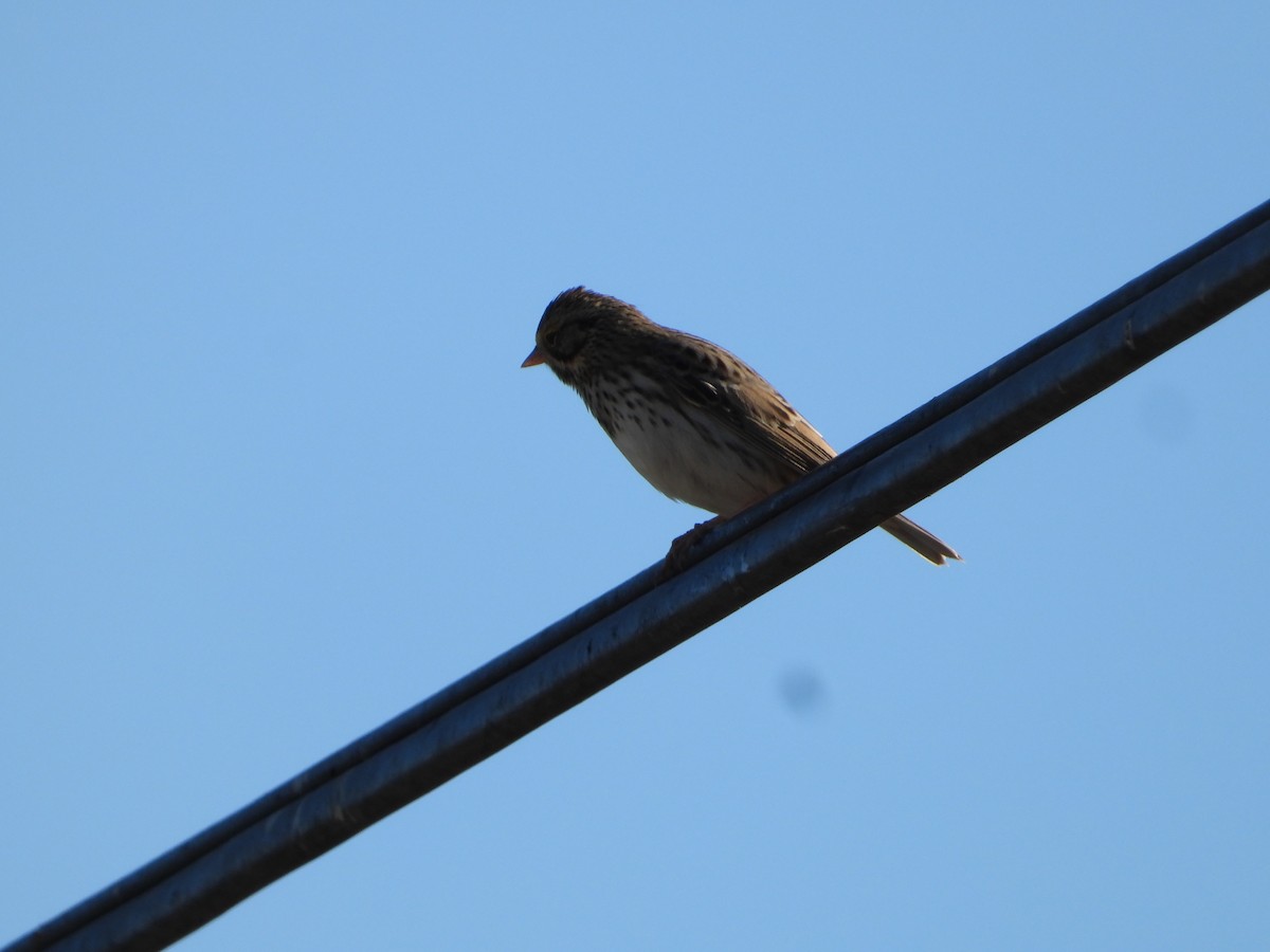 Savannah Sparrow - ML646226856