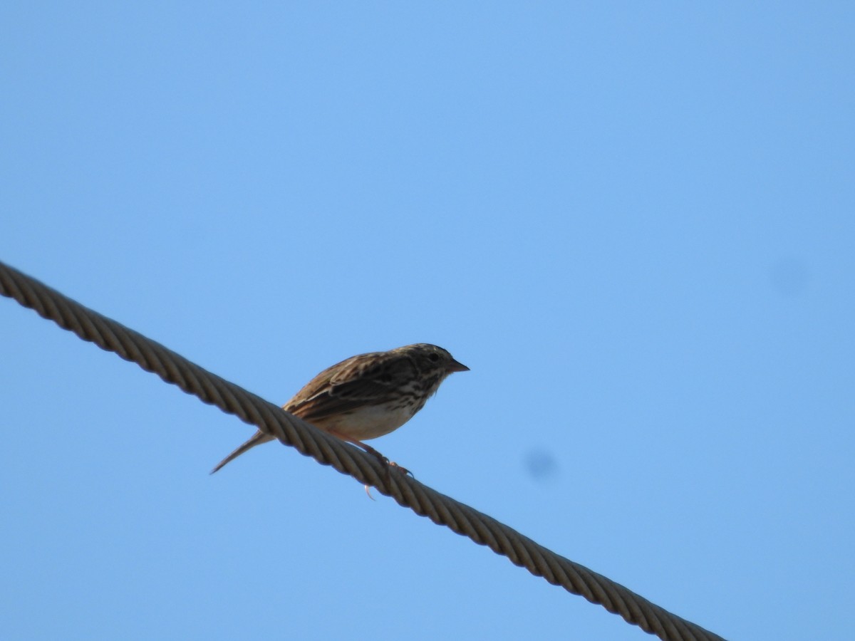 Savannah Sparrow - ML646226857