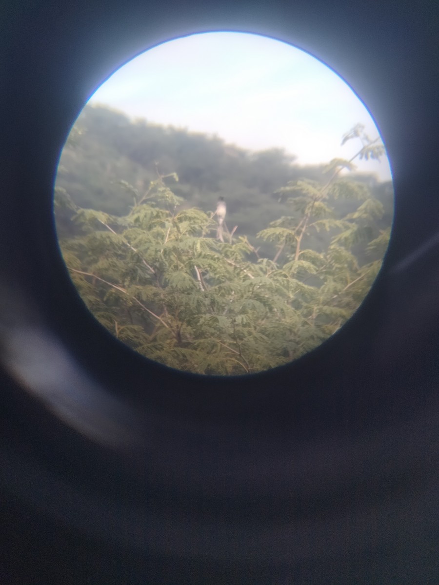 White-bellied Drongo - ML646226865