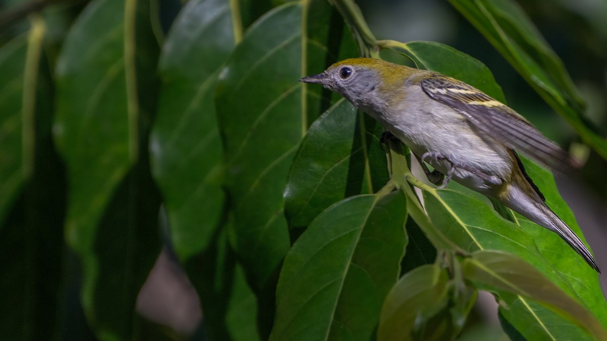 Chestnut-sided Warbler - ML646226867