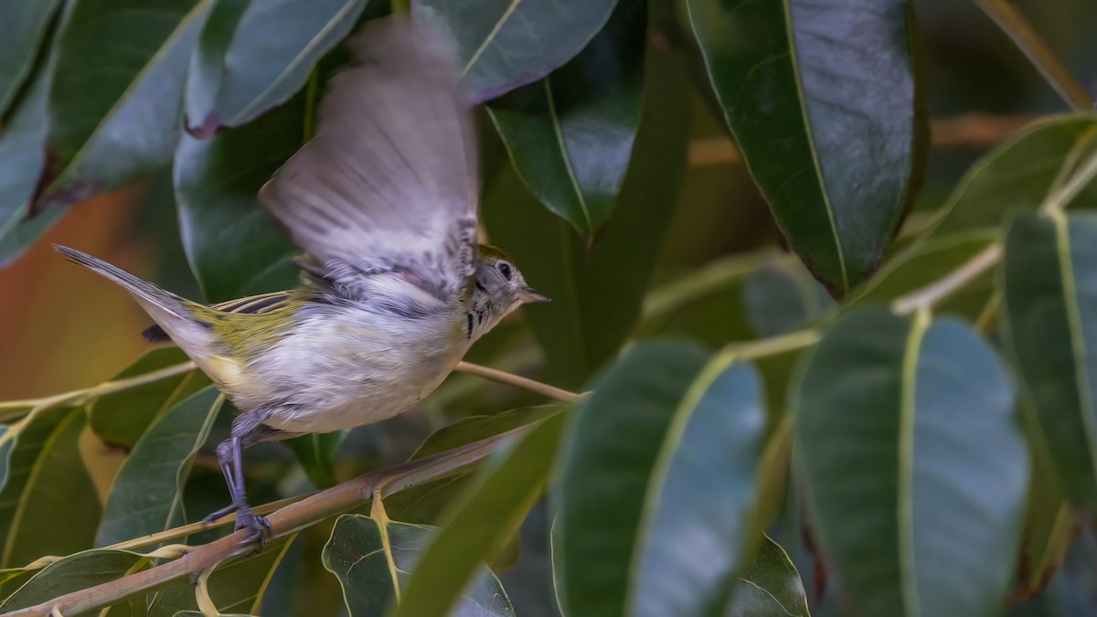 Chestnut-sided Warbler - ML646226868