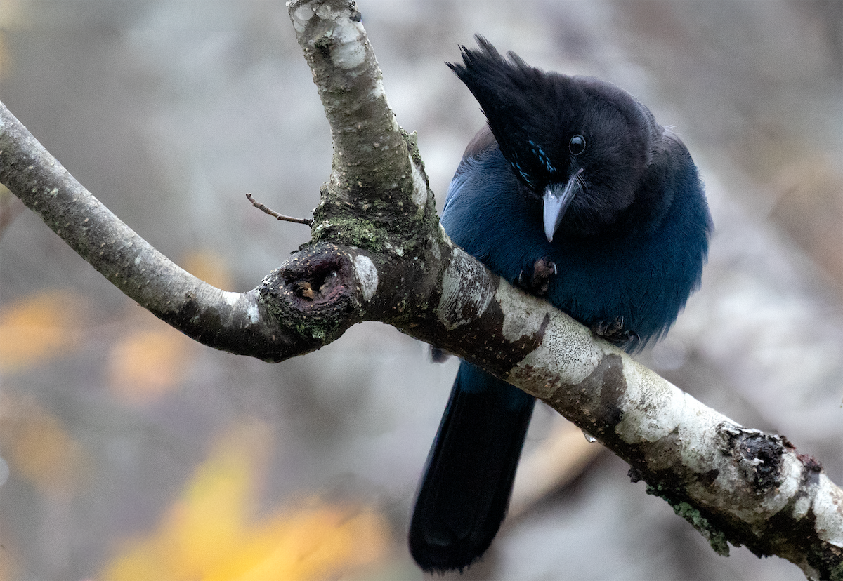 Steller Kargası - ML646226870