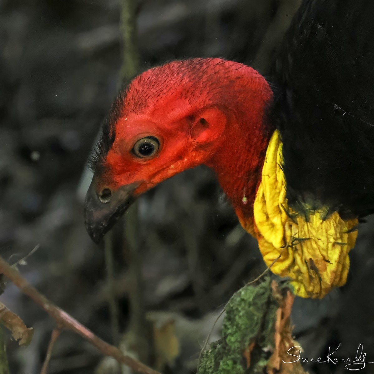 Australian Brushturkey - ML646226874