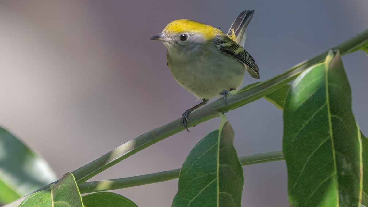 Chestnut-sided Warbler - ML646226875