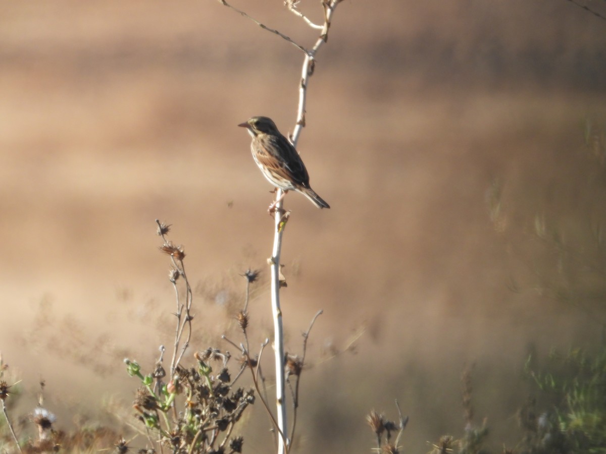 Savannah Sparrow - ML646226876