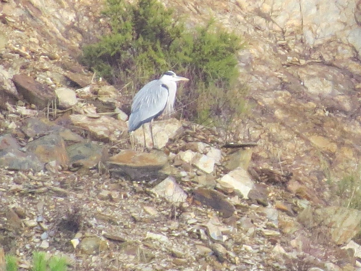 Gray Heron - ML646226877