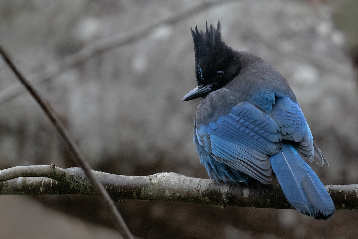 Steller's Jay - ML646226878