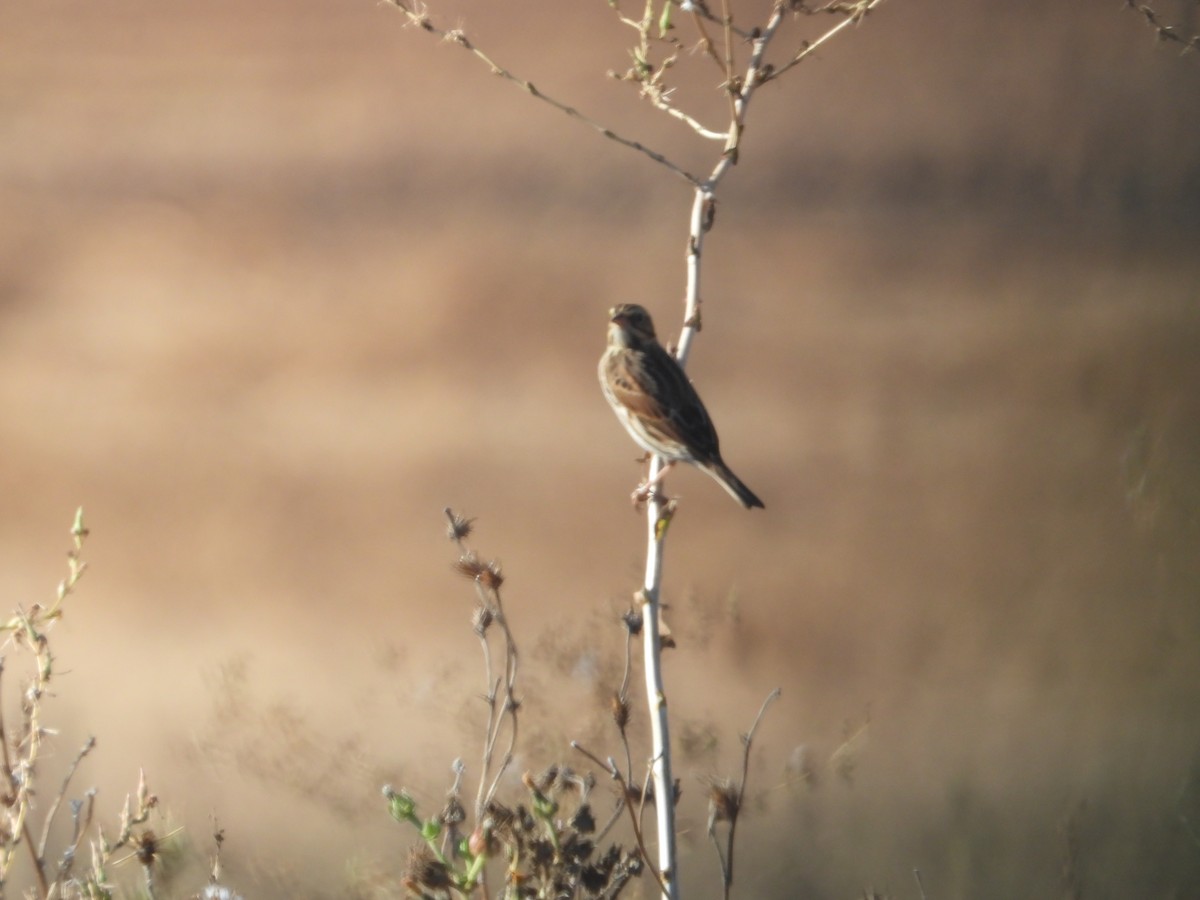 Savannah Sparrow - ML646226879