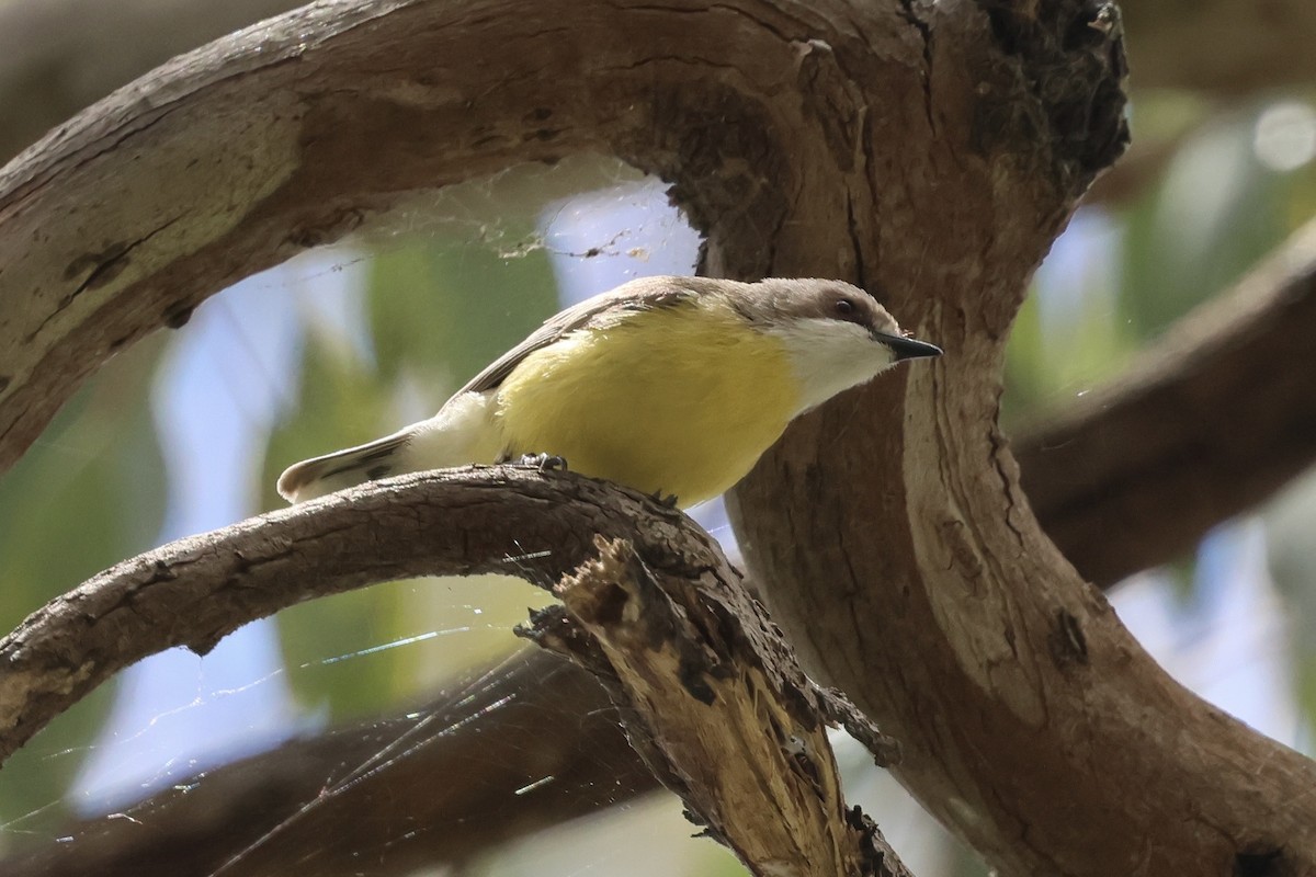 White-throated Gerygone - ML646226880