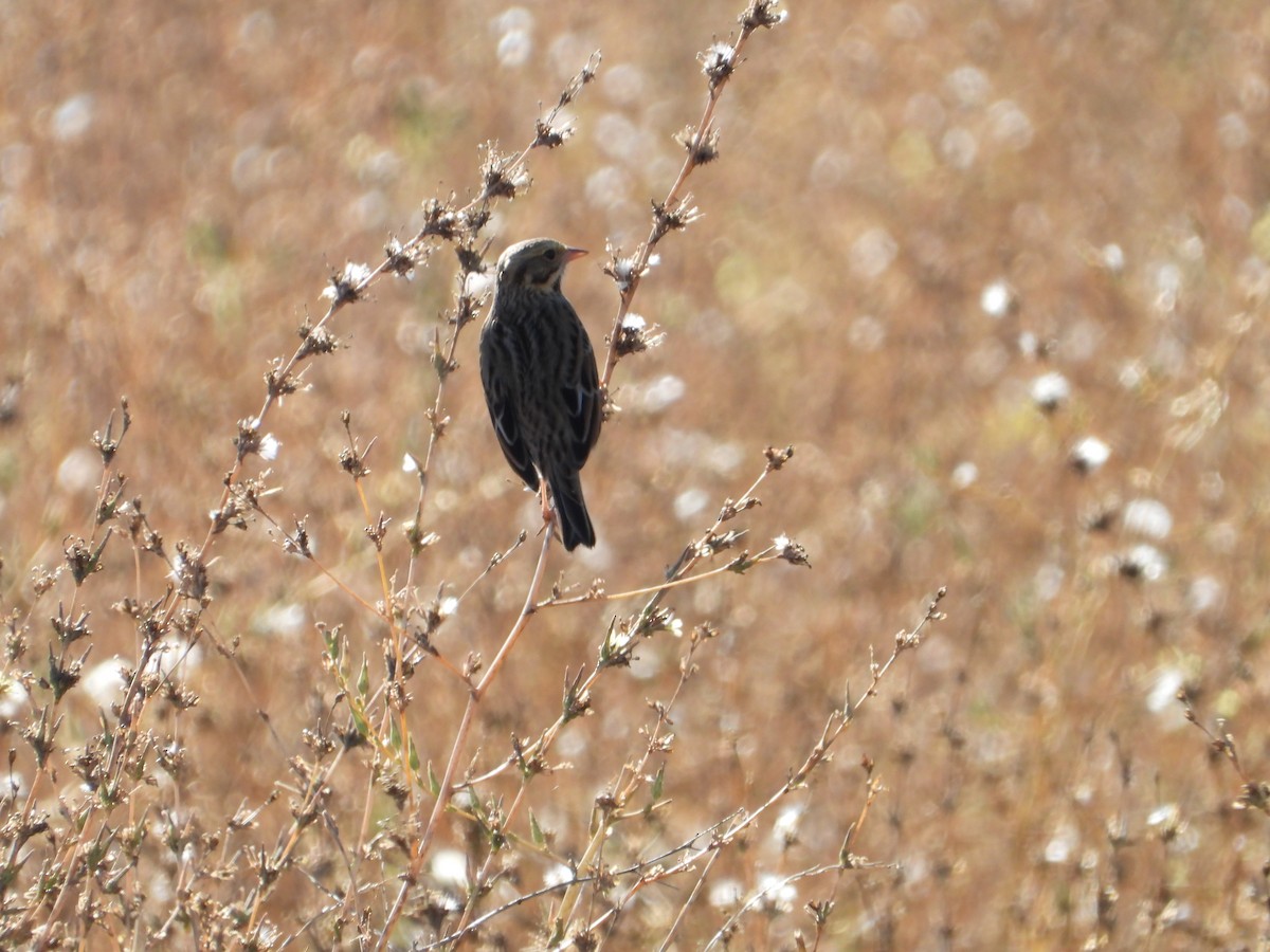 Savannah Sparrow - ML646226881