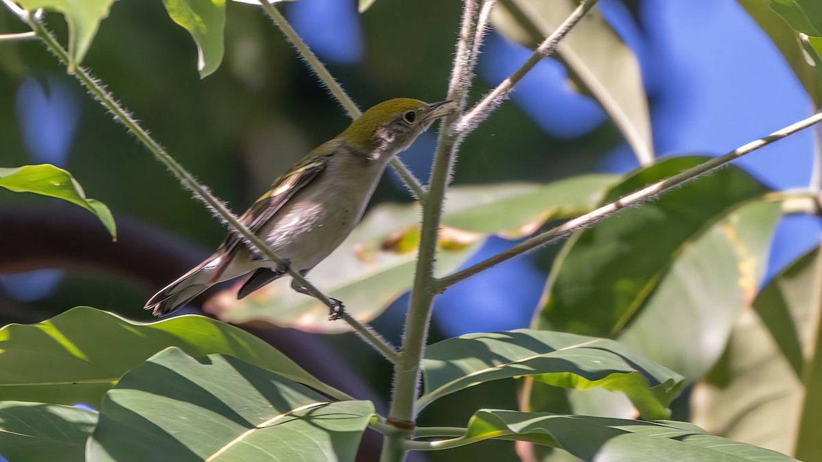 Chestnut-sided Warbler - ML646226882