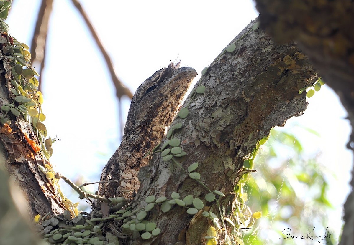 Papuan Frogmouth - ML646226884
