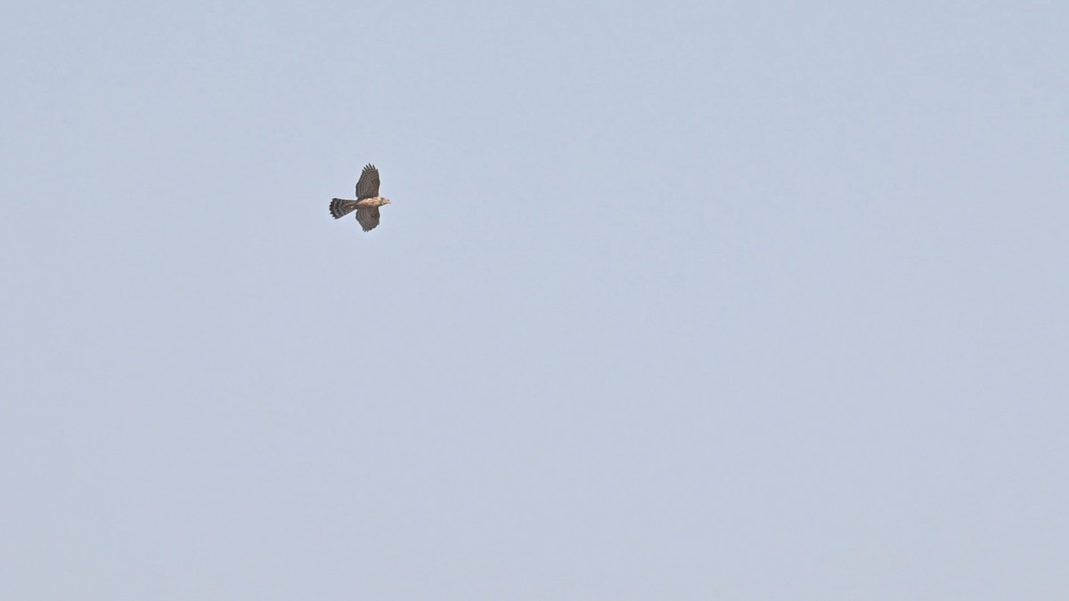 Eurasian Goshawk - ML646226885